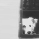Image for article titled The First Animals In Space